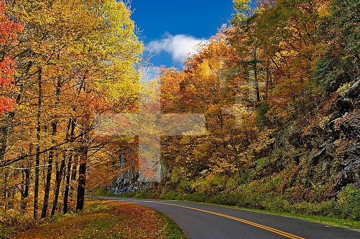 Blue Ridge Parkway curving through autumn colors near Grandfather Mountain, North Carolina, USA.