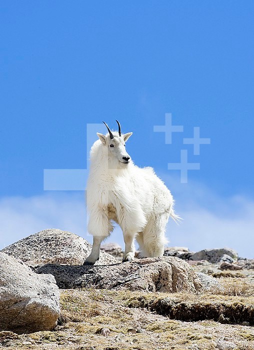 Mountain Goat (Oreamnos americanus), Colorado, USA.