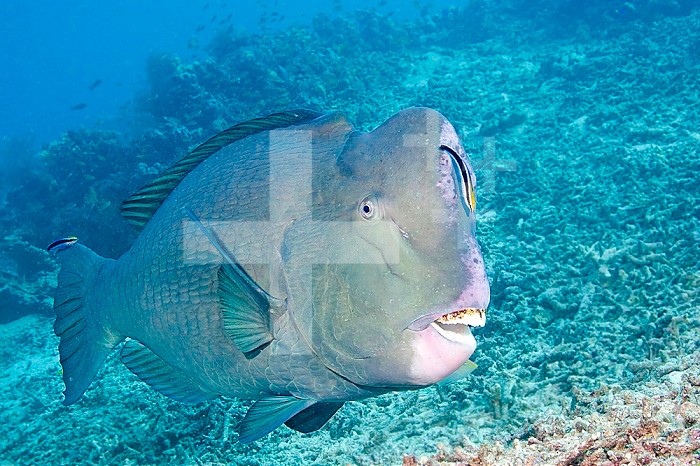 A Cleaner Wrasse (Labroides dimidiatus) inspecting a Humphead Parrotfish, (Bolbometopon muricatum)  Malaysia.