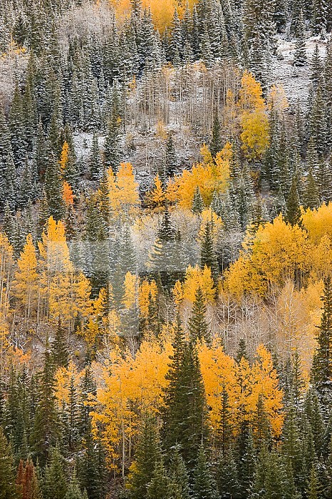 Autumn brings a color change to groves of Aspen on Red Mountain Pass.