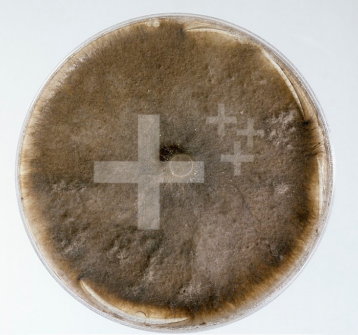 Take-Root Rot Gaeumannomyces graminis) culture on a PDA plate.