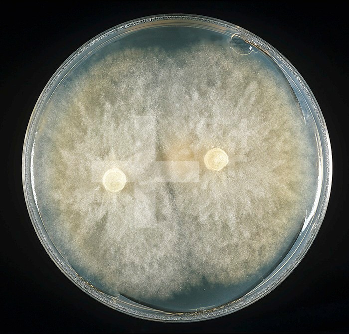 Root Rot (Phytophthora parasitica) culture on PDA plate.