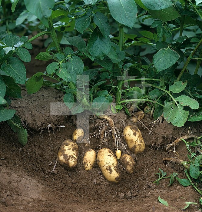 Mature Charlotte potatoes, Scotland.