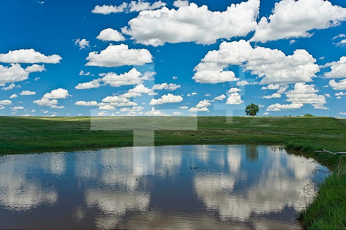 Fair weather cumulus clouds reflected in a farm pond in Nebraska, USA.