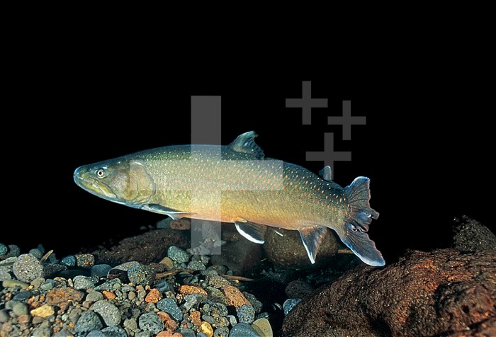 Bull Trout (Salvelinus confluentus), a threatened species in Western United States.