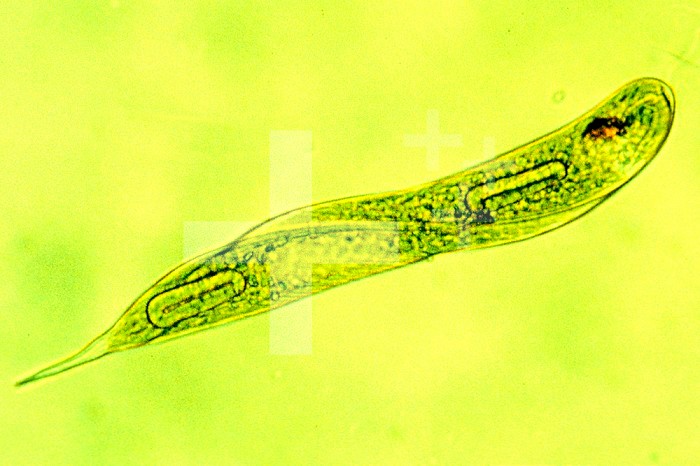 Flagellate Protozoa Euglena. LM X600