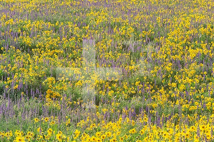 Mountain Meadow with Sunflowers ,Helianthella quinquenervis, and Subalpine Larkspur ,Delphinium barbeyi, Rocky Mountains, Gunnison National Forest, Colorado, USA.