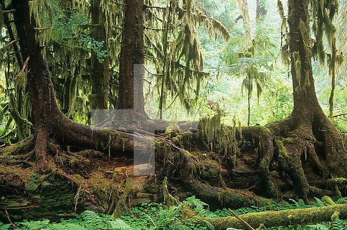 Old-growth trees with buttressed roots growing on nurse logs on the forest floor of the Hoh Rainforest, Olympic National Park, Washington.