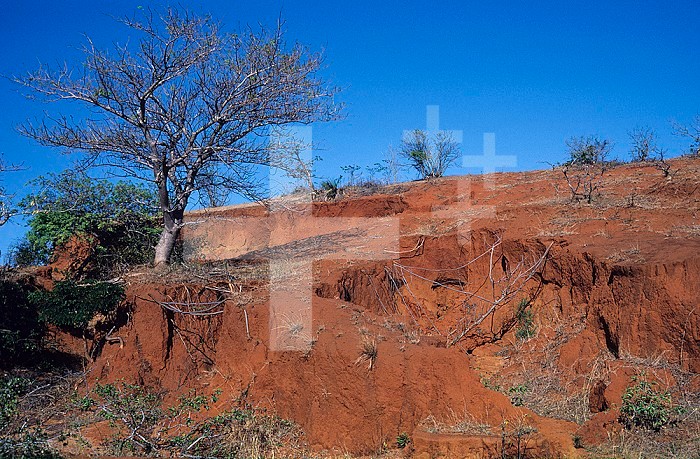 Severe erosion following tropical forest removal, Madagascar....