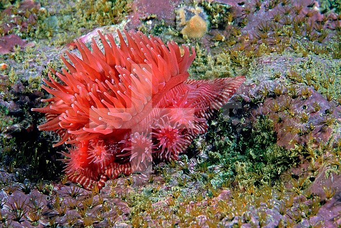 Proliferating or Brooding Sea Anemone (Epiactis prolifera) surrounded by brood of small, budded anemones, Pacific Coast.