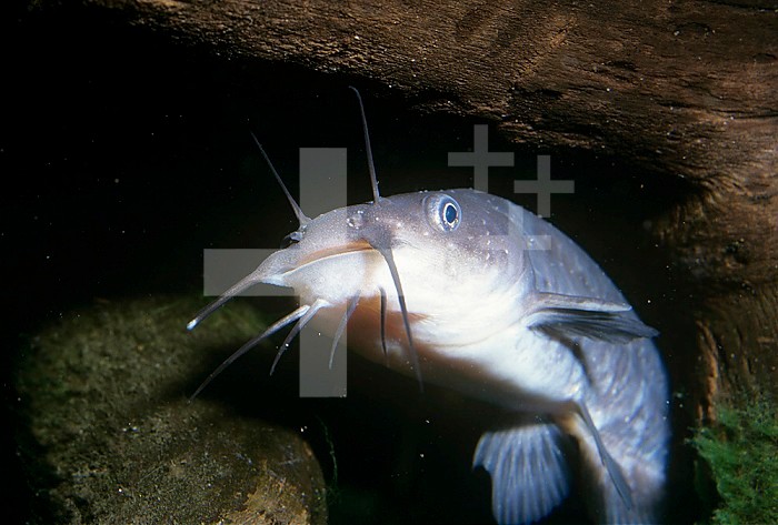 Madtom Catfish ,Noturus, Family Ictaluridae, showing its barbels or sensory structures, USA.