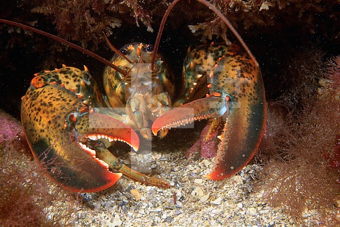 American Lobster head  ,Homarus americanis, Atlantic Coast of North America