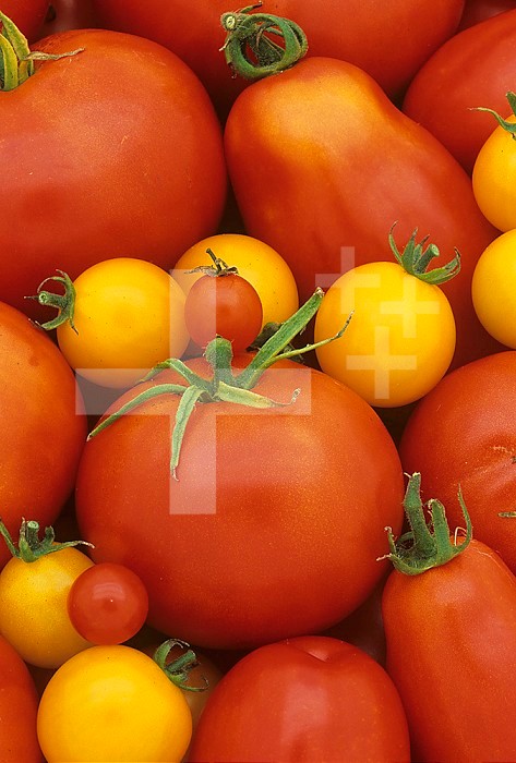 Variety of Tomatoes, (Lycopersicon esculentum)