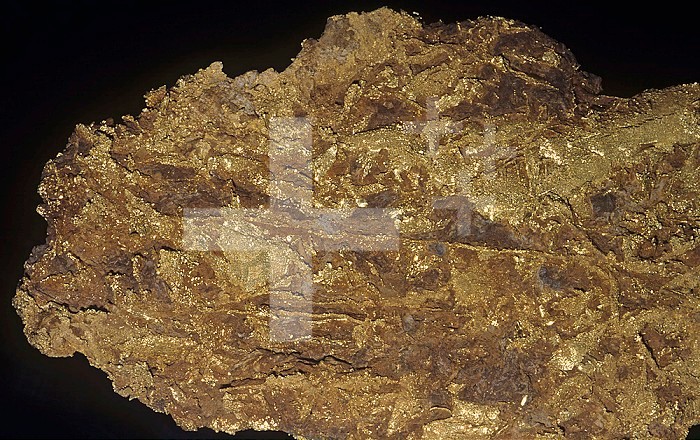 Gold nugget weighing 103 ounces, Colorado, USA.