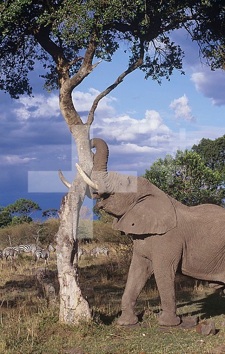 African Elephant with a savanna tree ,Loxodonta africana,, Masai Mara Game Reserve, Kenya, Africa.