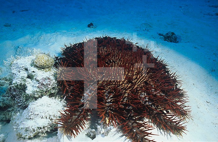 Crown-of-Thorns Starfish (Acanthaster planci) with numerous juvenile Cardinalfish hiding in the spines for protection, Rongelap Atoll, Marshall Islands, Pacific Ocean. This Sea Star is a major predator of Corals.