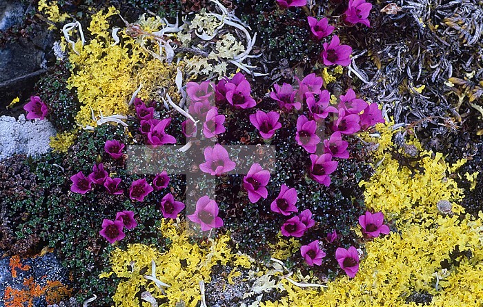 Purple Mountain Saxifrage ,Saxifraga oppositifolia, among yellow lichens in the tundra of the Arctic National Wildlife Refuge, Alaska, USA.
