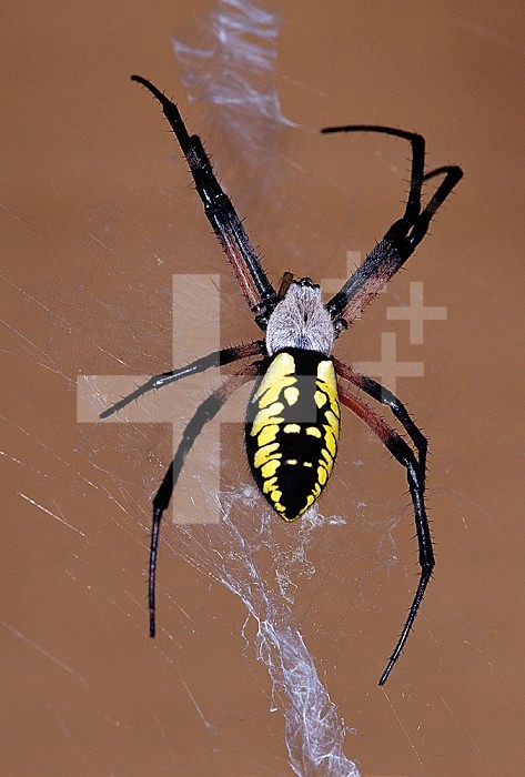 Black and Yellow Orb-Web Spider ,Argiope aurantia, on its web.