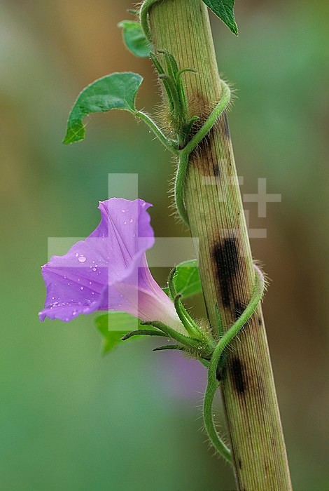 Common Morning Glory ,Ipomoea purpurea, twining up a Corn stalk, North America.