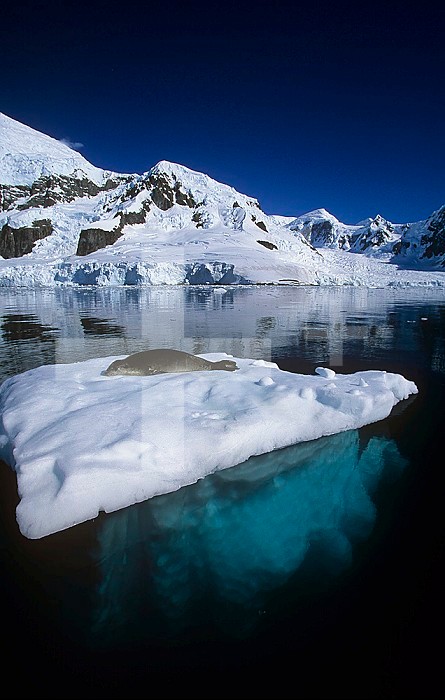 Iceberg in clear water showing that about 85% of its mass is below water level. Note the Weddell Seal lying on top ,Leptonychotes weddellii,, Weddell Sea, Antarctica.