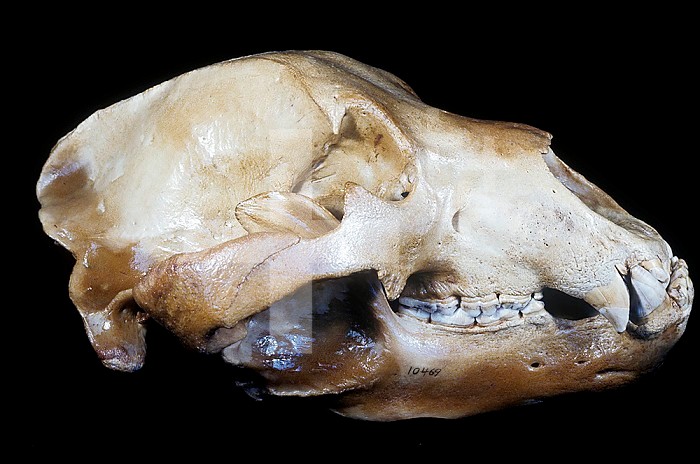 Alaskan, Kodiak, or Brown Bear skull (Ursus arctos middendorffi), Kodiak Island, Alaska, USA.