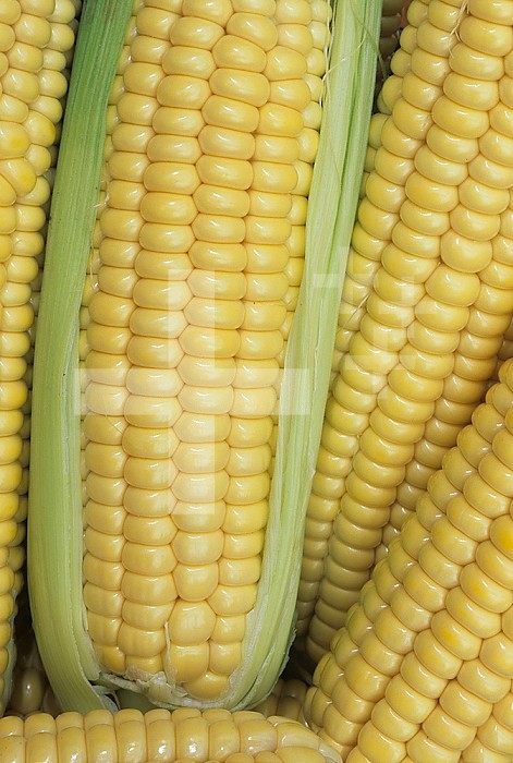 Sweet corn, Northern Extrasweet Variety, (Zea mays)