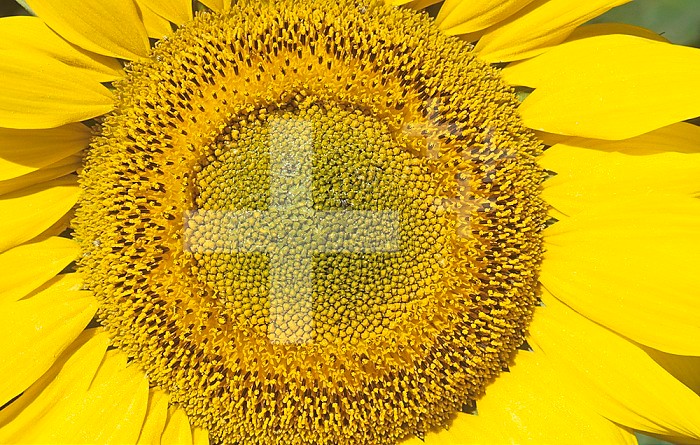 Sunflower ,Helianthus annuus, close-up of ray and disk flowers.