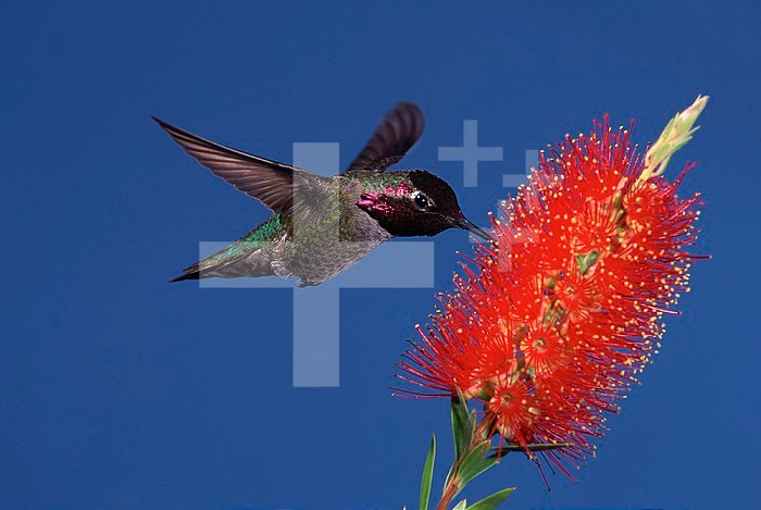 Male Anna's Hummingbird (Calypte anna) hovering at flower.