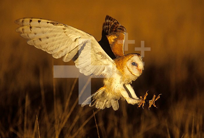 Barn Owl ,Tyto alba, landing with outstretched talons on prey. Threatened or endangered species in North America.