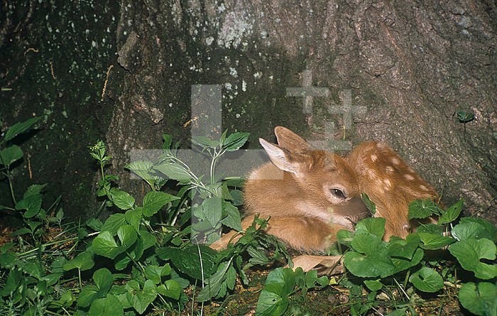 White-tail Deer fawn hiding and resting at the base of a tree ,Odocoileus virginianus,, North America.
