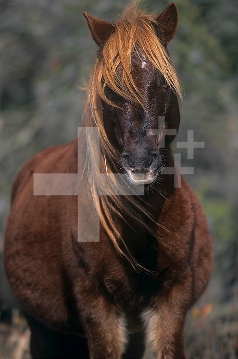 Chincoteague Pony face, Assateague National Wildlife Refuge, Maryland, USA.