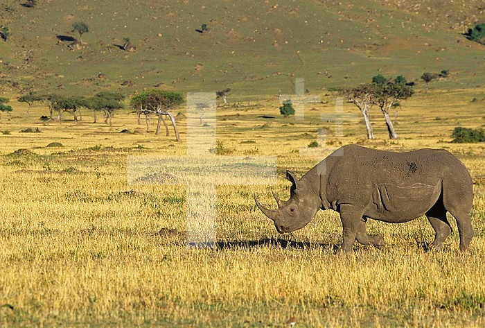 Black Rhinoceros grazing on the savanna ,Diceros bicornis,, an endangered species, Masai Mara Game Reserve, Kenya, Africa.