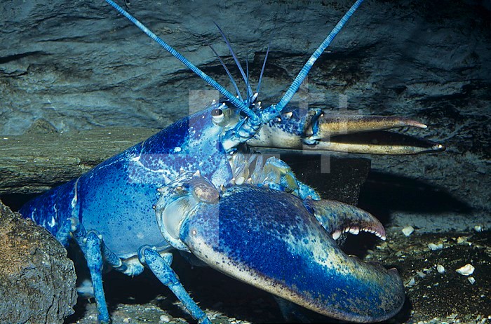 American Lobster, blue color phase. (Homarus americanus) New England, USA