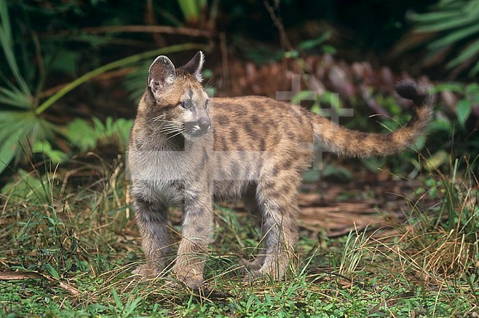 Baby Florida Panther (Felis concolor), an endangered species, South Florida, USA.