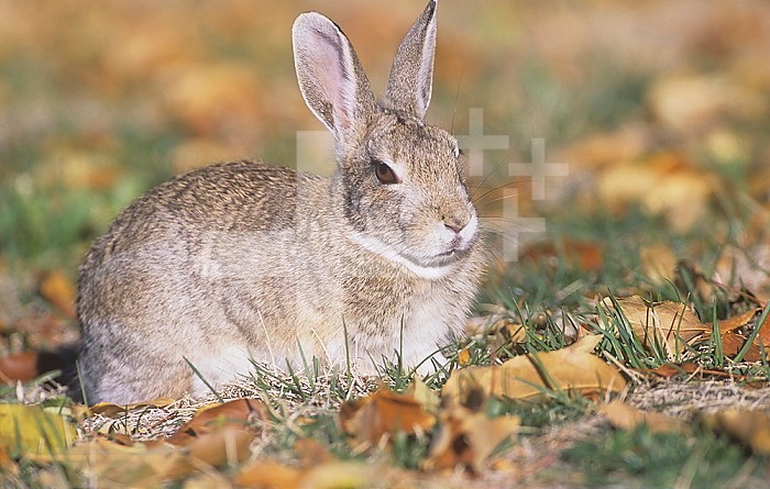Mountain Cottontail Rabbit (Sylvilagus nuttallii), Rocky Mountains, North America.