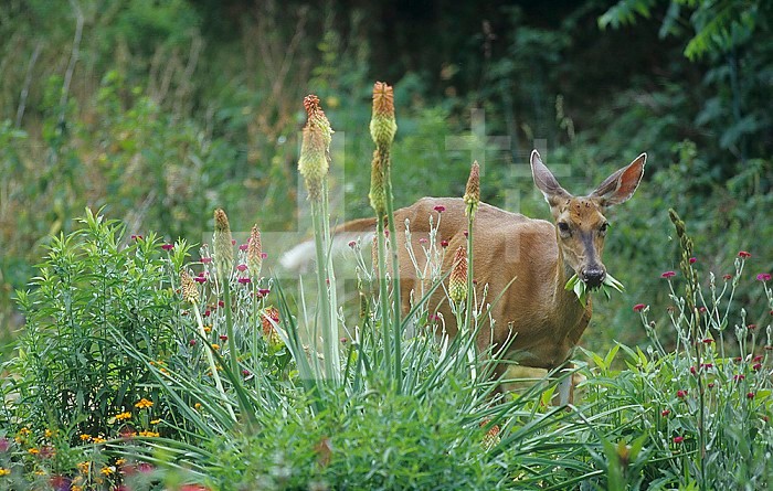 Whitetail Deer (Odocoileus virginianus) doe eating garden plants, Virginia, USA.