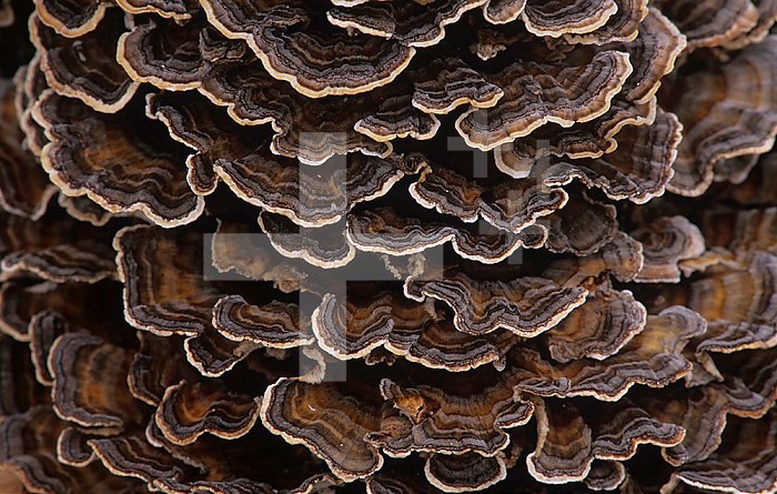 Turkey-tail Bracket Mushrooms growing on a decaying tree (Trametes veriscolor), North America.