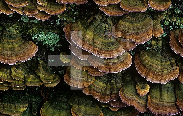 Turkey Tail Shelf Mushrooms with commensalistic Green Algae growing on a decaying tree (Trametes veriscolor), North America.