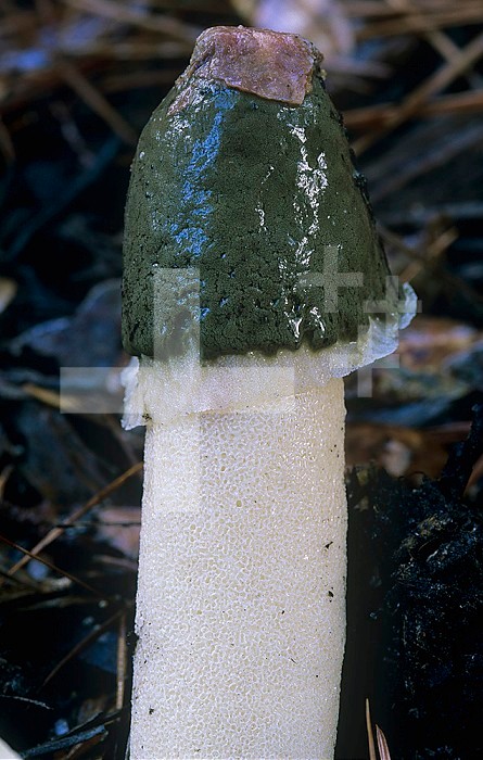 Close-up of the cap of Ravenel's or Eastern Stinkhorn Mushroom ,Phallus ravenelli, North America.