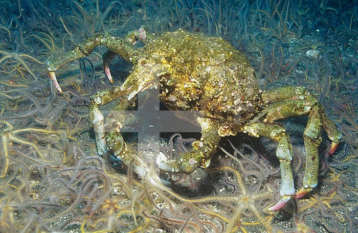 Sheep Crab (Loxorhynchus grandis), Anacapa Island, California, USA, Pacific Ocean.