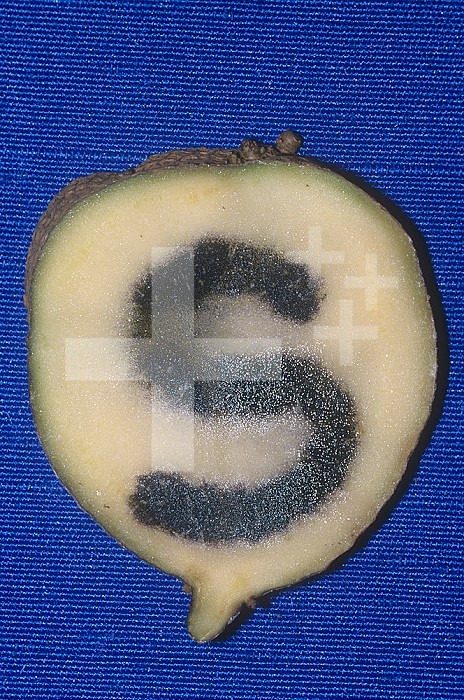 Plant food storage, a Potato treated with iodine. The  black color is positive for starch ,Solanum tuberosum,.