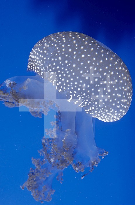 Lagoon or Spotted Jellyfish (Mastigias papua), Philippines.