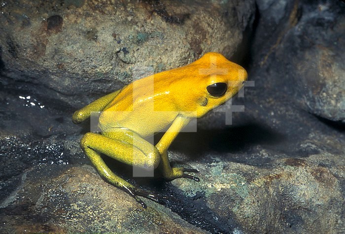 Golden Poison Arrow or Poison Dart Frog (Phyllobates terribilis). Rainforests of Colombia, South America.