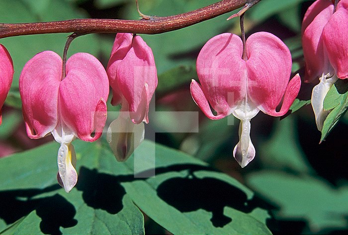 Bleeding Heart or Dutchman Breeches flowers ,Dicentra formosa,, USA.