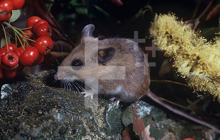 White-footed Deer Mouse (Peromyscus leucopus), North America.