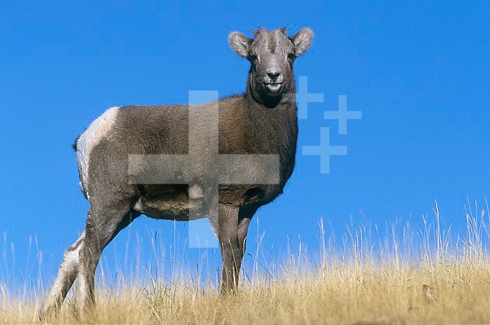 Rocky Mountain Bighorn lamb (Ovis canadensis), Yellowstone National Park, Wyoming, USA.