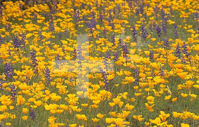 Mexican Gold Poppies in spring desert bloom (Eschscholtzia mexicana) with Lupines (Lupinus), Sonoran Desert, Arizona, USA.