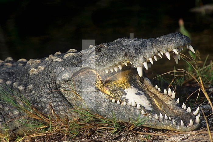 American Crocodile ,Crocodylus acutus,, an endangered species, Ding Darling National Wildlife Refuge, Florida, USA.