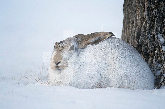 Whitetail Jackrabbit resting in the snow at the base of a tree ,Lepus townsendi,, Montana, USA.