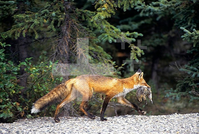 Red Fox (Vulpes vulpes) with Ground Squirrel prey in its mouth, North America.